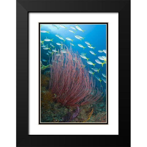Indonesia Yellowtail fusilier and sea whip coral Black Modern Wood Framed Art Print with Double Matting by Shimlock, Jones