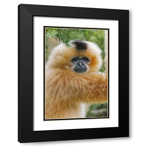 Buff-cheeked Gibbon-native to Laos-Vietnam-Cambodia Black Modern Wood Framed Art Print with Double Matting by Jones, Adam