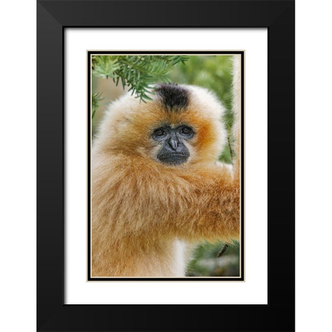 Buff-cheeked Gibbon-native to Laos-Vietnam-Cambodia Black Modern Wood Framed Art Print with Double Matting by Jones, Adam
