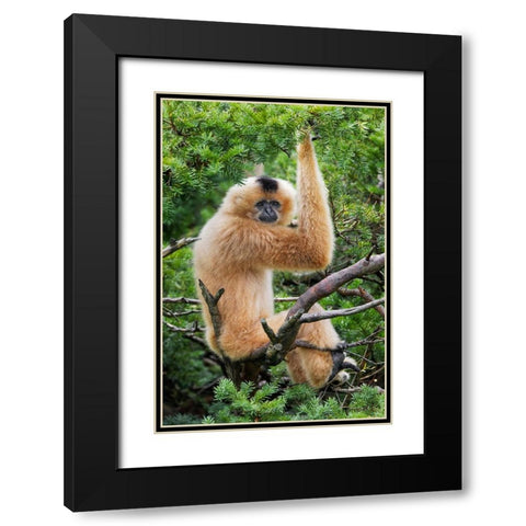 Buff-cheeked Gibbon-native to Laos-Vietnam-Cambodia Black Modern Wood Framed Art Print with Double Matting by Jones, Adam
