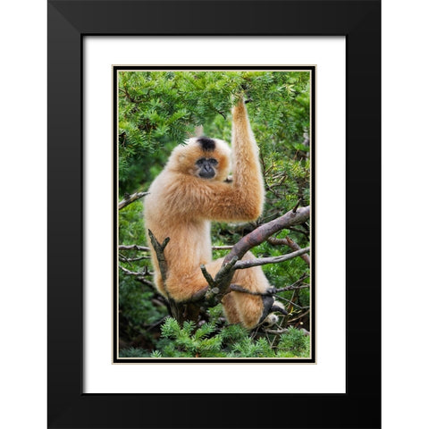 Buff-cheeked Gibbon-native to Laos-Vietnam-Cambodia Black Modern Wood Framed Art Print with Double Matting by Jones, Adam