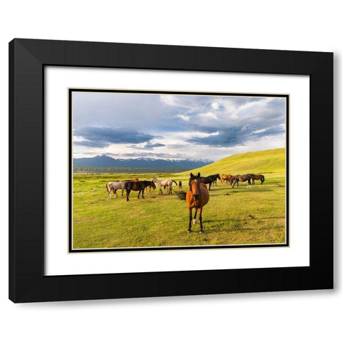 Horses for the production of milk-kumys and meat A typical farm on the Suusamyr plain-a high valley Black Modern Wood Framed Art Print with Double Matting by Zwick, Martin