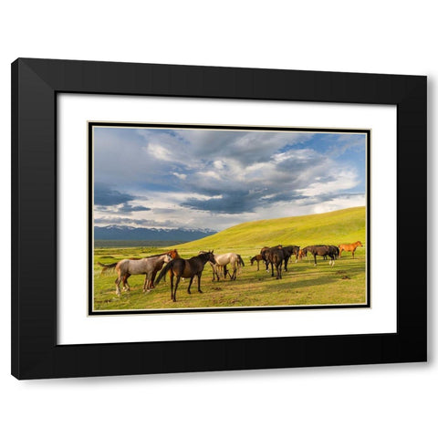 Horses for the production of milk-kumys and meat A typical farm on the Suusamyr plain Black Modern Wood Framed Art Print with Double Matting by Zwick, Martin