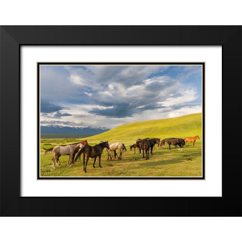 Horses for the production of milk-kumys and meat A typical farm on the Suusamyr plain Black Modern Wood Framed Art Print with Double Matting by Zwick, Martin