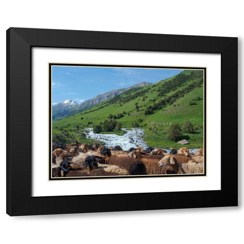 Sheep drive to their high altitude summer pasture National Park Besch Tasch Black Modern Wood Framed Art Print with Double Matting by Zwick, Martin