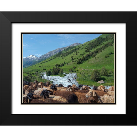 Sheep drive to their high altitude summer pasture National Park Besch Tasch Black Modern Wood Framed Art Print with Double Matting by Zwick, Martin