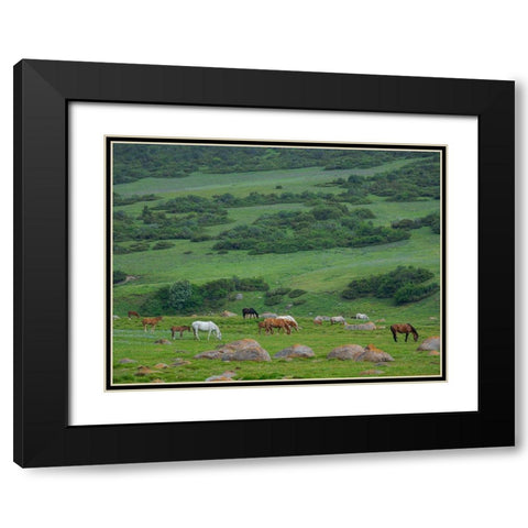 Horses on their summer pasture National Park Besch Tasch in the Talas Alatoo mountain range Black Modern Wood Framed Art Print with Double Matting by Zwick, Martin