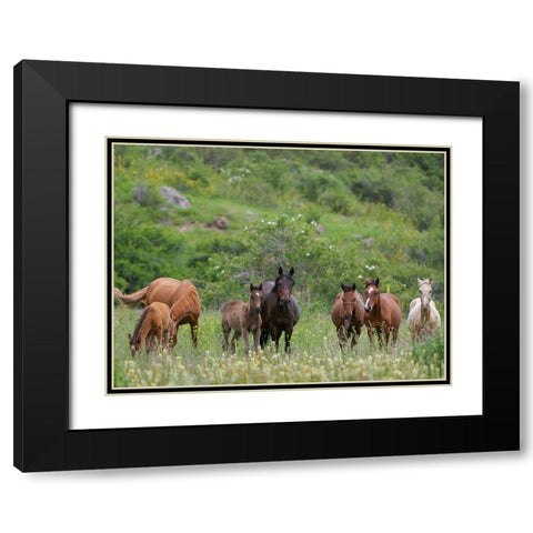 Horses on their summer pasture National Park Besch Tasch in the Talas Alatoo mountain range Black Modern Wood Framed Art Print with Double Matting by Zwick, Martin