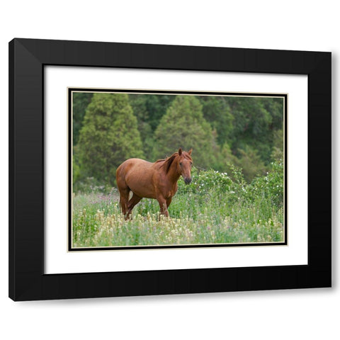Horses on their summer pasture National Park Besch Tasch in the Talas Alatoo mountain range Black Modern Wood Framed Art Print with Double Matting by Zwick, Martin