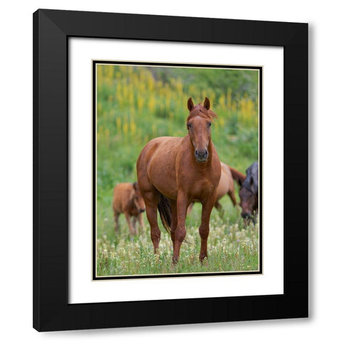 Horses on their summer pasture National Park Besch Tasch in the Talas Alatoo mountain range Black Modern Wood Framed Art Print with Double Matting by Zwick, Martin