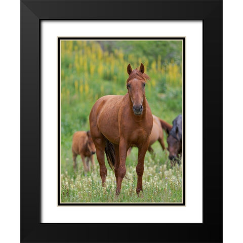 Horses on their summer pasture National Park Besch Tasch in the Talas Alatoo mountain range Black Modern Wood Framed Art Print with Double Matting by Zwick, Martin