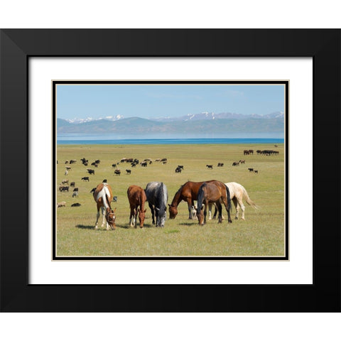 Horses on their mountain pasture at lake Song Kol  Black Modern Wood Framed Art Print with Double Matting by Zwick, Martin