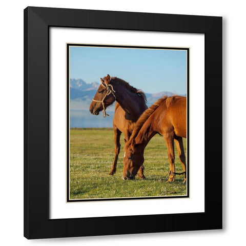 Horses on their mountain pasture at lake Song Kol  Black Modern Wood Framed Art Print with Double Matting by Zwick, Martin