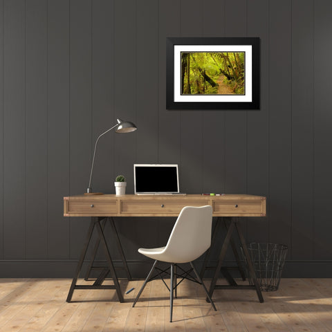 New Zealand, North Island Trail through a forest Black Modern Wood Framed Art Print with Double Matting by Illg, Cathy and Gordon