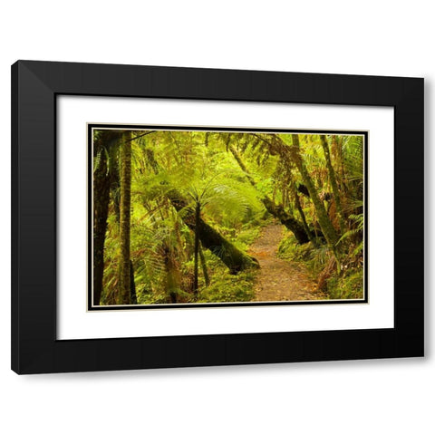 New Zealand, North Island Trail through a forest Black Modern Wood Framed Art Print with Double Matting by Illg, Cathy and Gordon