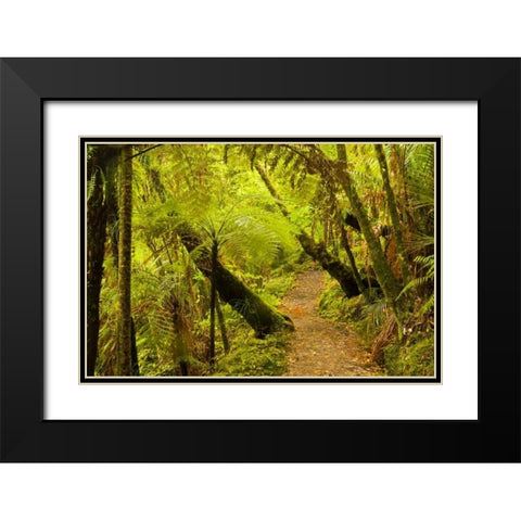 New Zealand, North Island Trail through a forest Black Modern Wood Framed Art Print with Double Matting by Illg, Cathy and Gordon