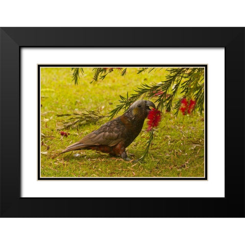 New Zealand, Stewart Island Kaka bird feeding Black Modern Wood Framed Art Print with Double Matting by Illg, Cathy and Gordon