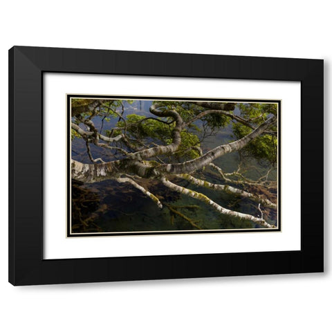 New Zealand, South Island,Twisted branches Black Modern Wood Framed Art Print with Double Matting by Illg, Cathy and Gordon