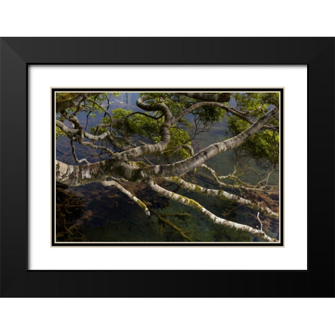 New Zealand, South Island,Twisted branches Black Modern Wood Framed Art Print with Double Matting by Illg, Cathy and Gordon