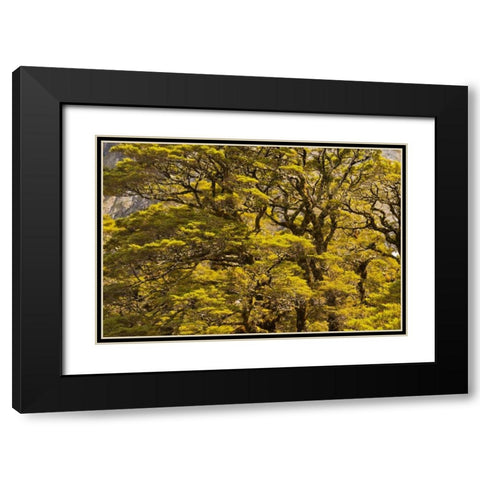 New Zealand, South Isl Silver beech trees Black Modern Wood Framed Art Print with Double Matting by Illg, Cathy and Gordon