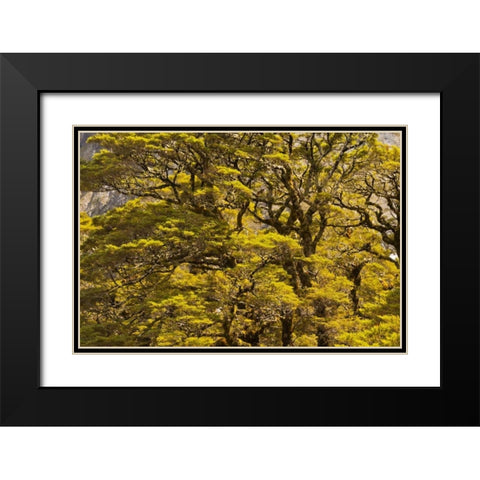 New Zealand, South Isl Silver beech trees Black Modern Wood Framed Art Print with Double Matting by Illg, Cathy and Gordon