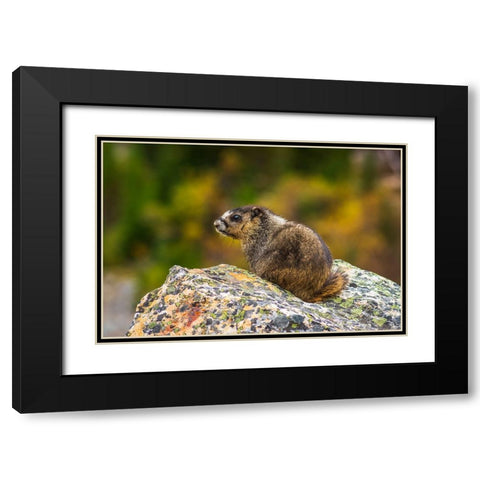 Hoary Marmot-Marmota caligata-Jasper National Park-Alberta-Canada Black Modern Wood Framed Art Print with Double Matting by Bishop, Russ