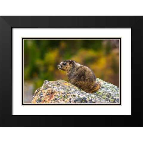 Hoary Marmot-Marmota caligata-Jasper National Park-Alberta-Canada Black Modern Wood Framed Art Print with Double Matting by Bishop, Russ