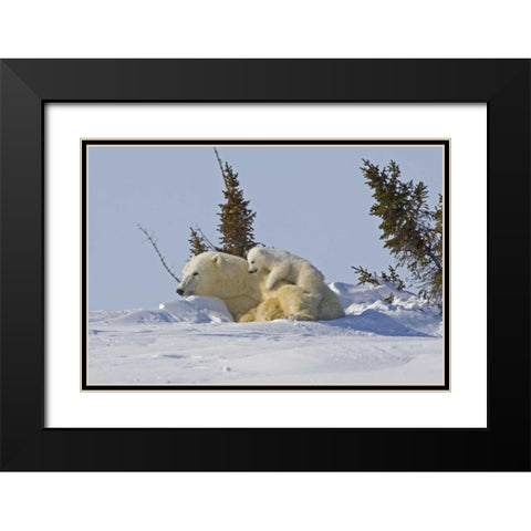 Canada, Wapusk NP Polar bear cub on mother Black Modern Wood Framed Art Print with Double Matting by Illg, Cathy and Gordon