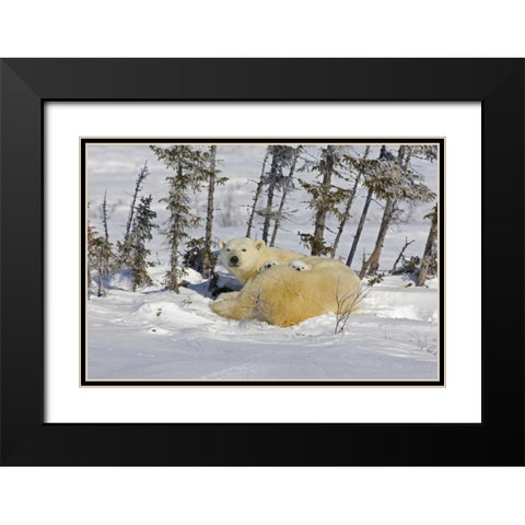 Canada, Wapusk NP Polar bear cubs and mother Black Modern Wood Framed Art Print with Double Matting by Illg, Cathy and Gordon