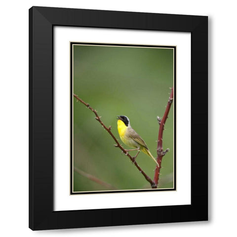 Canada, Quebec Common yellowthroat singing Black Modern Wood Framed Art Print with Double Matting by Delisle, Gilles