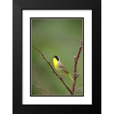 Canada, Quebec Common yellowthroat singing Black Modern Wood Framed Art Print with Double Matting by Delisle, Gilles