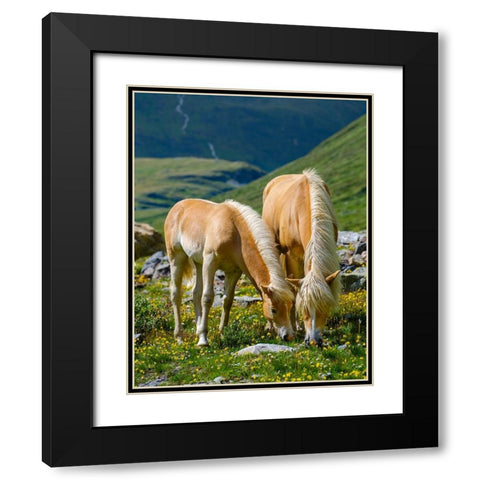Haflinger Horse on its mountain pasture (Shieling) in the Otztal Alps Black Modern Wood Framed Art Print with Double Matting by Zwick, Martin