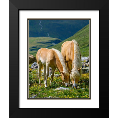 Haflinger Horse on its mountain pasture (Shieling) in the Otztal Alps Black Modern Wood Framed Art Print with Double Matting by Zwick, Martin