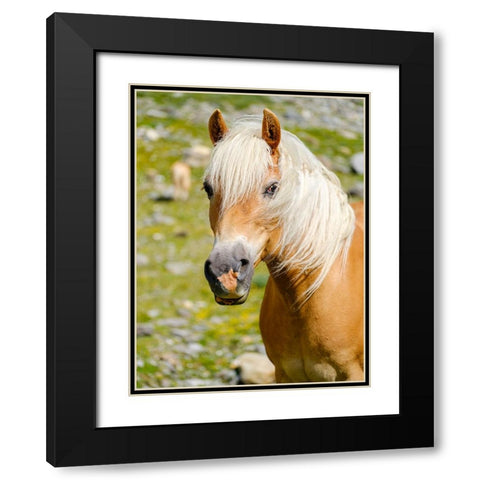 Haflinger Horse on its mountain pasture (Shieling) in the Otztal Alps Black Modern Wood Framed Art Print with Double Matting by Zwick, Martin