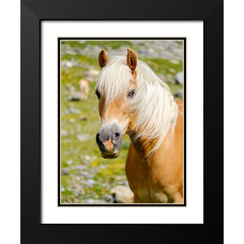 Haflinger Horse on its mountain pasture (Shieling) in the Otztal Alps Black Modern Wood Framed Art Print with Double Matting by Zwick, Martin