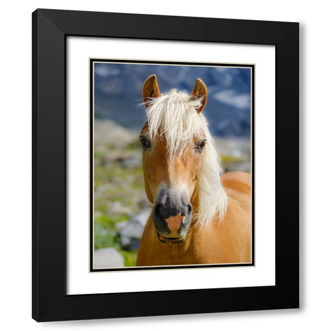 Haflinger Horse on its mountain pasture (Shieling) in the Otztal Alps Black Modern Wood Framed Art Print with Double Matting by Zwick, Martin
