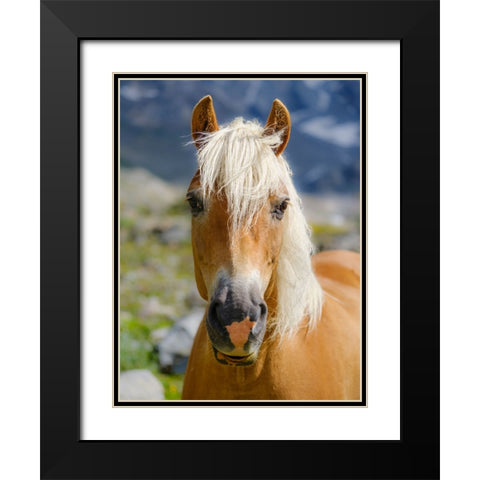Haflinger Horse on its mountain pasture (Shieling) in the Otztal Alps Black Modern Wood Framed Art Print with Double Matting by Zwick, Martin