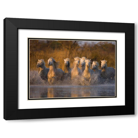 France, Provence White Camargue horses running Black Modern Wood Framed Art Print with Double Matting by Zuckerman, Jim