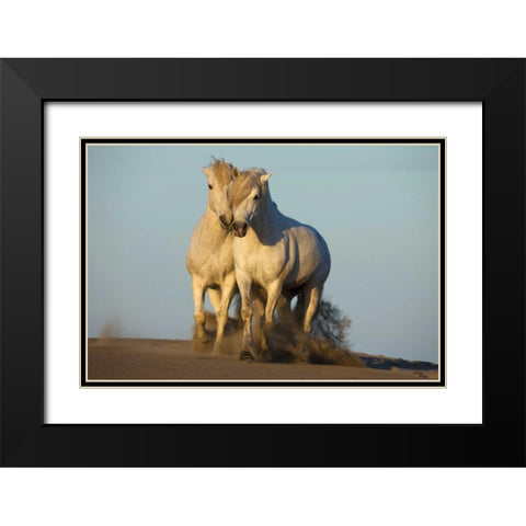 France, Provence Two white Camargue horses Black Modern Wood Framed Art Print with Double Matting by Zuckerman, Jim