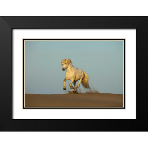 France, Provence Camargue horse running in sand Black Modern Wood Framed Art Print with Double Matting by Zuckerman, Jim