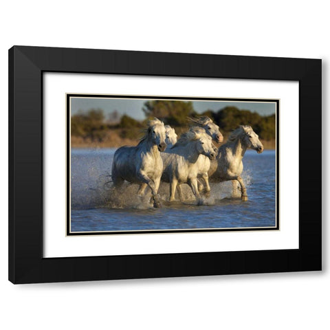 France, Provence White Camargue horses running Black Modern Wood Framed Art Print with Double Matting by Zuckerman, Jim