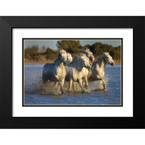 France, Provence White Camargue horses running Black Modern Wood Framed Art Print with Double Matting by Zuckerman, Jim