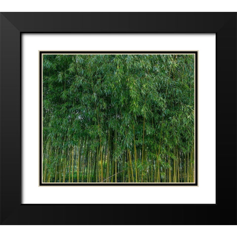 France-Giverny Bamboo forest in Monets Garden Black Modern Wood Framed Art Print with Double Matting by Jaynes Gallery