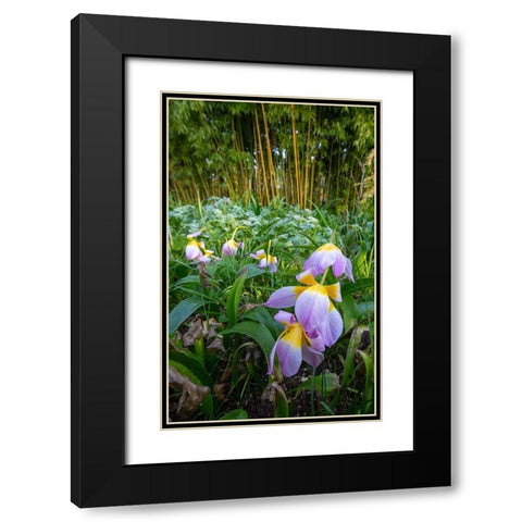 France-Giverny Spring flowers and bamboo forest in Monets Garden Black Modern Wood Framed Art Print with Double Matting by Jaynes Gallery