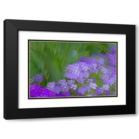 France-Giverny Impression of flowers in Monets Garden Black Modern Wood Framed Art Print with Double Matting by Jaynes Gallery
