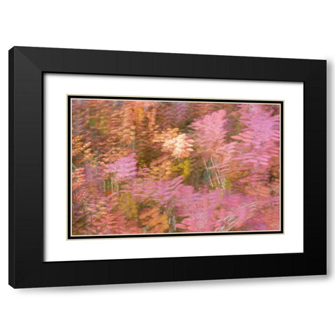 France-Giverny Impression of flowers in Monets Garden Black Modern Wood Framed Art Print with Double Matting by Jaynes Gallery