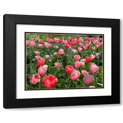 France-Giverny Pink and red backlit tulips in Monets Garden Black Modern Wood Framed Art Print with Double Matting by Jaynes Gallery