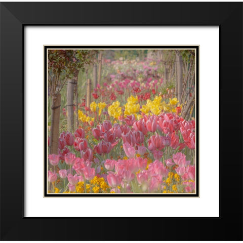 France-Giverny Tulips in Monets Garden Black Modern Wood Framed Art Print with Double Matting by Jaynes Gallery