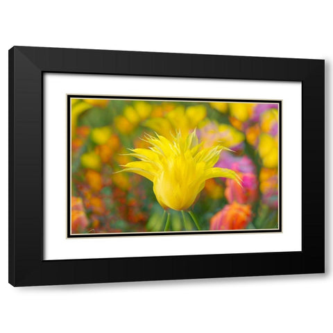 France-Giverny Impression of flowers in Monets Garden Black Modern Wood Framed Art Print with Double Matting by Jaynes Gallery