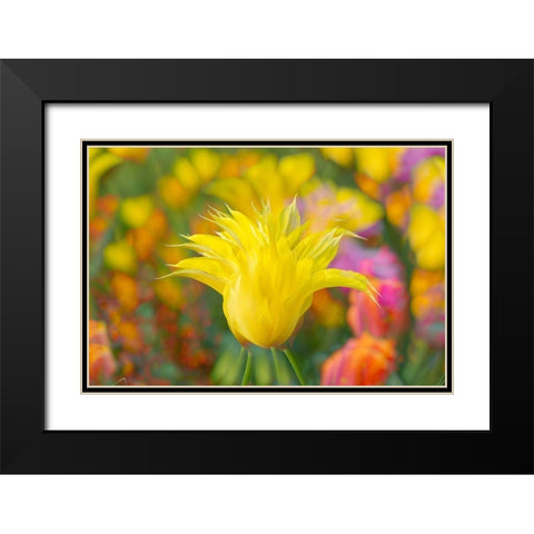 France-Giverny Impression of flowers in Monets Garden Black Modern Wood Framed Art Print with Double Matting by Jaynes Gallery